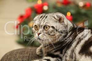 British Shorthair kitten