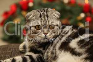 British Shorthair kitten