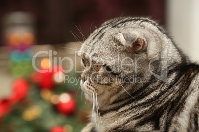 British Shorthair kitten