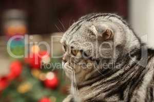 British Shorthair kitten