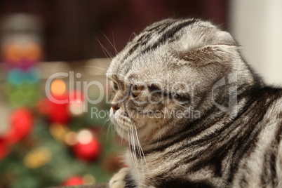 British Shorthair kitten