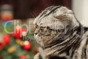 British Shorthair kitten