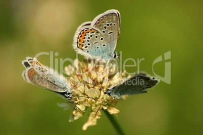 Close up of a beautiful butterfly (Common Blue,Polyommatus icarus)