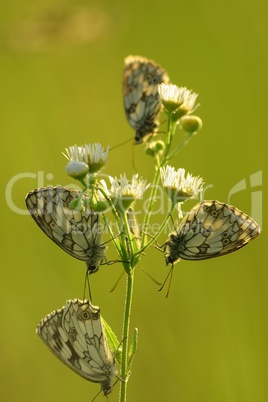 Butterflies Marbled White (Melanargia galathea) on the flower