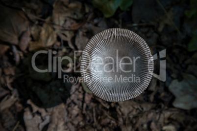 Small mushroom on the forest photographing from above