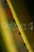 The aloe vera plant protects itself with thorns