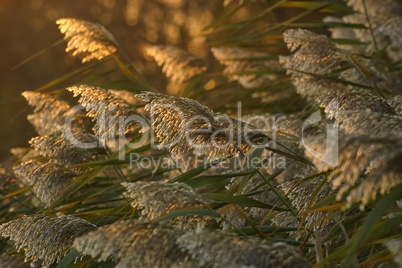 Phragmites, or common reed (phragmites communis) in the sunset light