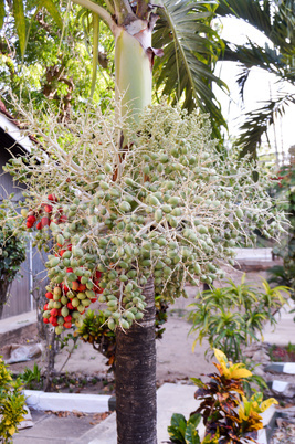 Cluster of dates on a palm tree