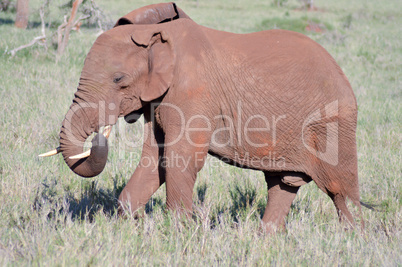 Red Elephant isolated in the savannah