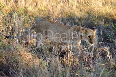 Lion cub walking in West
