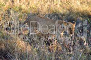 Lion cub walking in West