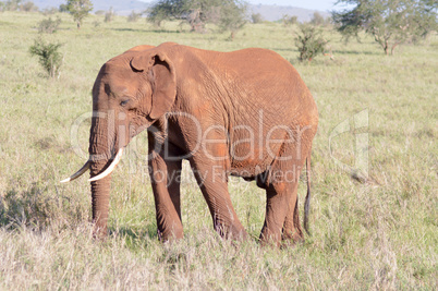 Red Elephant isolated in the savannah