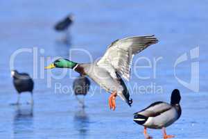 Stockente im Winter