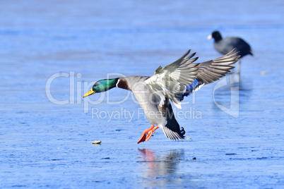 Stockente im Winter