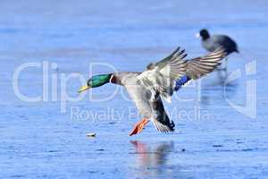 Stockente im Winter