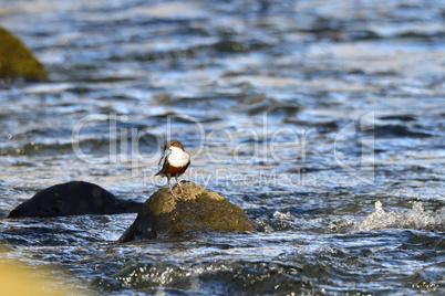 Wasseramsel