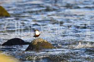 Wasseramsel