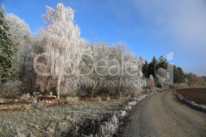 Frosty morning