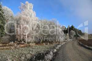 Frosty morning