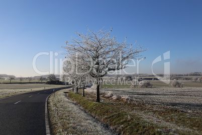 Frosty morning