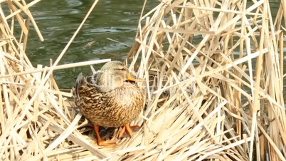 Duck in the reeds