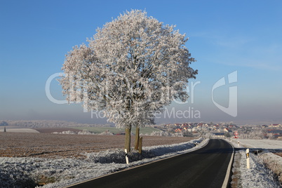 Frosty morning