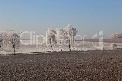 Frosty morning