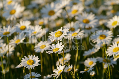 field daisy closeup