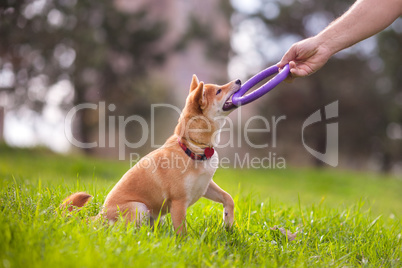 A young shiba inu playing in the park.