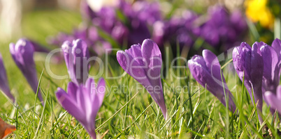 Close up of crocus