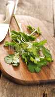 Coriander leaves on wood