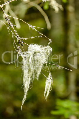 Bunch of moss on a branch