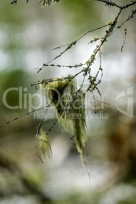 Bunch of moss on a branch