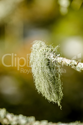 Bunch of moss on a branch