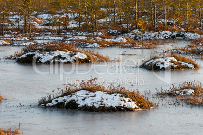 Orange grass on a swamp in winter