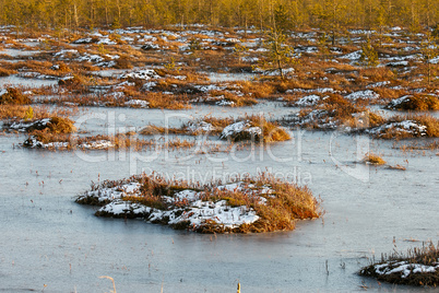 Orange grass on a swamp in winter