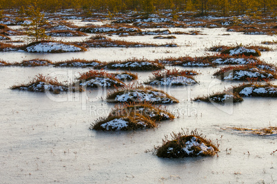 Orange grass on a swamp in winter