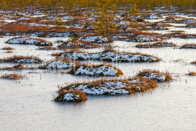 Orange grass on a swamp in winter