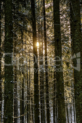 Snow covered pine forest in winter dawn light