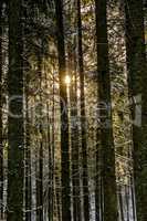 Snow covered pine forest in winter dawn light