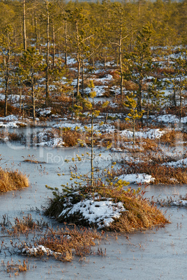 Small pines on a swamp in winter