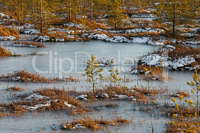 Small pines on a swamp in winter