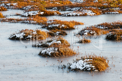 Orange grass on a swamp in winter