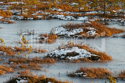 Orange grass on a swamp in winter