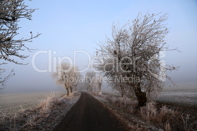 Frosty morning