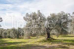 Olivenbaum-Allee