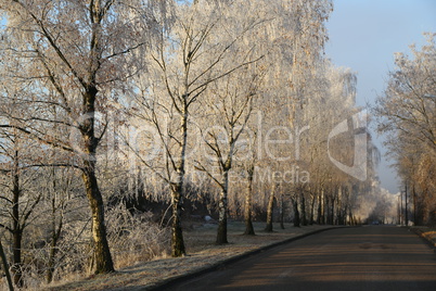 Frosty morning