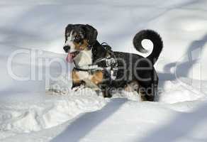 Dog Plays on Fresh Snow
