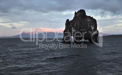 Drinking dragon, exposed rock in Iceland, seashore of the Atlant