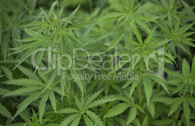 Young Cannabis Bushes as Background